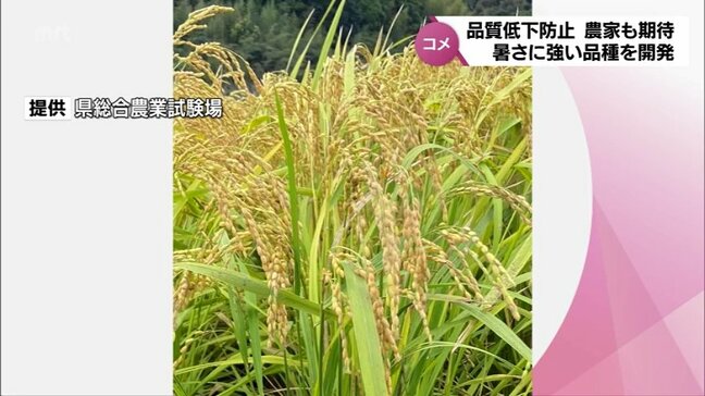 暑さに強いコメの新品種　再来年から本格流通へ　「南海189号」　宮崎県総合農業試験場が開発|TBS NEWS DIG