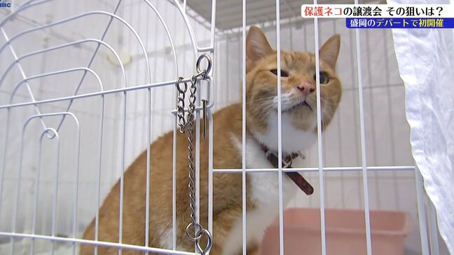 盛岡市内のデパートで保護ネコ譲渡会を初開催　ＮＰＯやデパートの狙いとは？|TBS NEWS DIG