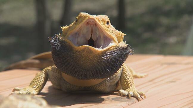 ぷにぷに…つぶらな瞳に沼落ち！ 令和の新ペット「#ハチュ友」の世界…進化系ヤモリとブレスレットヘビの不思議な魅力|TBS NEWS DIG