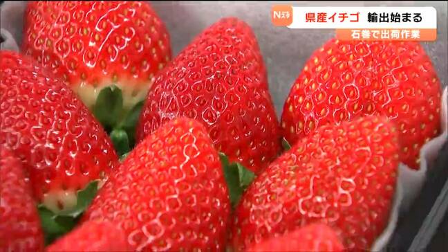 成田空港から宮城県産「いちご」空輸で4日後には現地店頭に　色や味の良さで取扱量が年々拡大　宮城・石巻市|TBS NEWS DIG