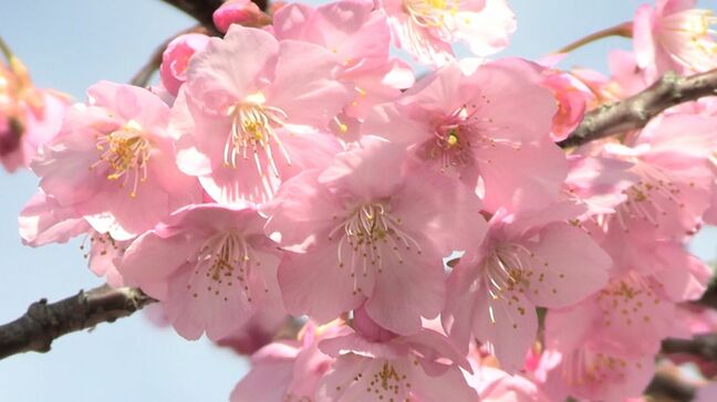 約1000本の河津桜が倉敷川沿いで見ごろ　春の風景を楽しむ姿【岡山】　|TBS NEWS DIG