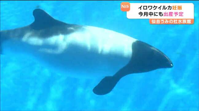 “25歳差カップル”しばし別居へ　希少動物「イロワケイルカ」セーラ妊娠　5月にも12年ぶりの出産へ【仙台うみの杜水族館】|TBS NEWS DIG