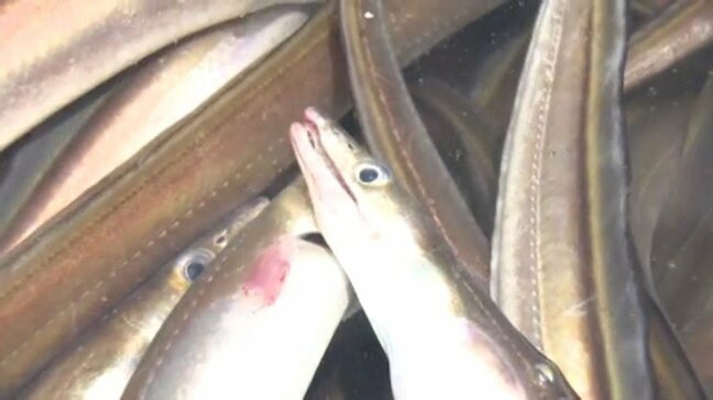 「丁寧に獲るから味がいい」京都の料亭へ届く極上ハモ!愛媛・下灘漁港で水揚げ盛ん|TBS NEWS DIG