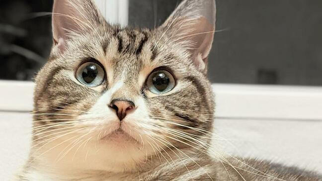 2026年のネコノミクスが約3兆円に　前年比402億円増で勢い止まらず　関西大学宮本名誉教授が試算「万博に匹敵」|TBS NEWS DIG