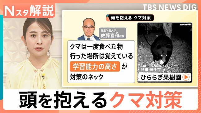 海を泳ぐクマの姿も…　もはや“災害” 学習能力の高いクマ対策の難しさ　人とのすみ分けも課題【Nスタ解説】|TBS NEWS DIG
