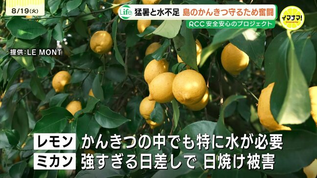 レモンの島で猛暑と水不足に戦う若き農家　「我が子のような」かんきつを守るため　今年も残暑が厳しく長い予想|TBS NEWS DIG