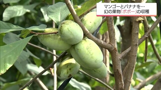 幻の果物「ポポー」　延岡市北方町の農園で今季の収穫始まる　その味は?|TBS NEWS DIG
