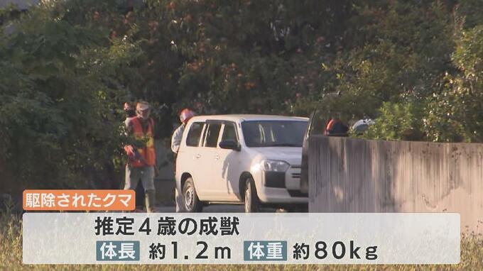 襲ったクマの体重 “軽かった” 行動範囲は過去最悪レベル　市街地での目撃相次ぐ|TBS NEWS DIG