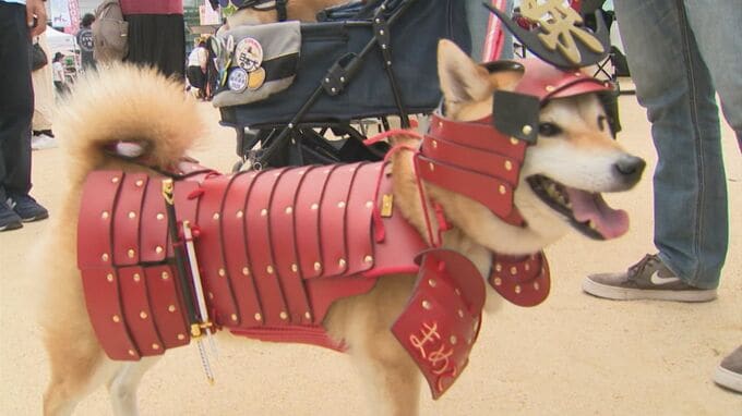 総勢2500頭が大集合「わんわんまつり」山陰初開催　珍しい犬種も…強面ですが優しい巨人「グレート・デーン」気品を感じる佇まい「サルーキ」島根・松江市|TBS NEWS DIG