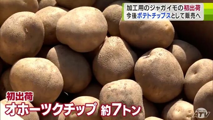 冷涼な気候を活かして生産した「加工用ジャガイモ」約7トンを初出荷　ポテトチップスに加工され9月にむつ市内などで販売予定|TBS NEWS DIG