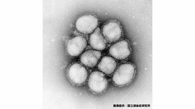 例年より早い「流行期入り」を受け 高齢者のインフルエンザ定期予防接種の開始日を前倒し　新潟市|TBS NEWS DIG