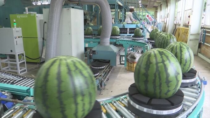 スイカの名産地から…「大栄西瓜」が全国へ　鳥取県北栄町|TBS NEWS DIG