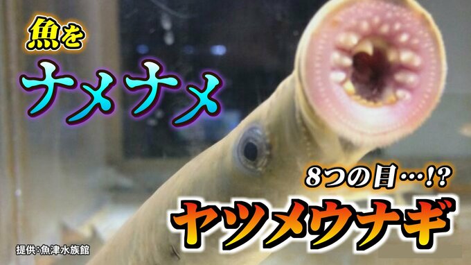 生きた古代魚「ヤツメウナギ」吸盤の口と鋭い歯で “ナメナメ” …ウナギだけど “うなぎ” でない！学芸員に聞いた “知られざる生態”　富山・魚津市|TBS NEWS DIG
