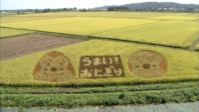 小学生が考案した“田んぼアート”　デザインも田植えも自分たちで|TBS NEWS DIG