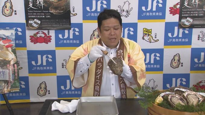 巨大な天然イワガキ「夏輝」殻の長さ13センチ以上　漁師が約5メートル素潜りで獲る　上手な殻の開け方は？　|　BSSニュース | BSS山陰放送
