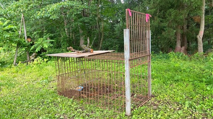 【画像】大切に育てた"赤い宝石"を狙うクマ...ハチミツ仕掛けた箱ワナ設置　さくらんぼ畑でクマによる食害相次ぐ（山形・村山市）|TBS NEWS DIG