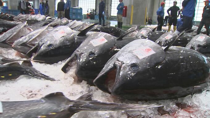 夏の味覚「クロマグロ」早くも漁獲枠の9割に達する　遅い梅雨も影響か「いい天気が続いて水揚げが順調」　|　BSSニュース | BSS山陰放送