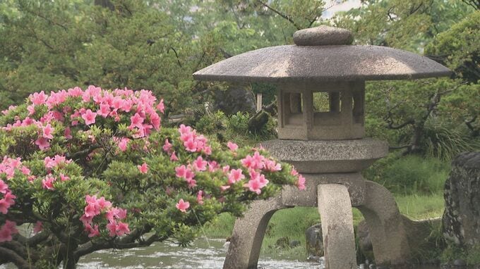 雨の兼六園に映えるサツキ 1450株が見ごろに　|　石川県のニュース｜MRO北陸放送