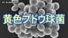 吉田屋の弁当を食べて数時間後に激しい嘔吐 「ベッドに入ったらすぐ吐き気」 体調不良の女性証言　食中毒に家庭での対策は　|　RCC NEWS | 広島ニュース | RCC中国放送