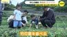 「ずっとここにいたい」日本を代表する「井仁の棚田」で子どもも夢中に　夏を楽しむイベントを支えたのは若い移住者たち　広島・安芸太田町　|　RCC NEWS | 広島ニュース | RCC中国放送