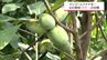 幻の果物「ポポー」　延岡市北方町の農園で今季の収穫始まる　その味は?　|　MRTニュース ｜ ＭＲＴ宮崎放送