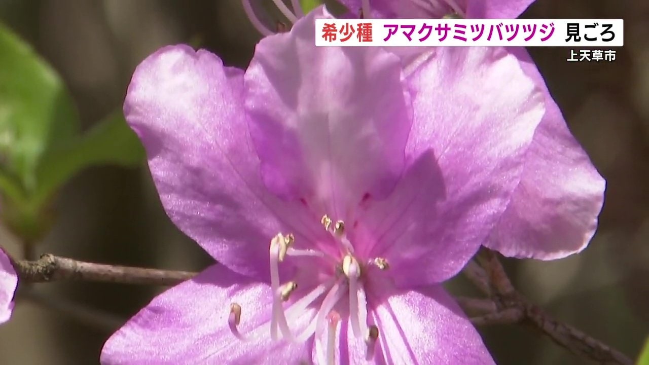 天草でミツバツツジが風に揺られ 4月いっぱい見頃 熊本 | 熊本の