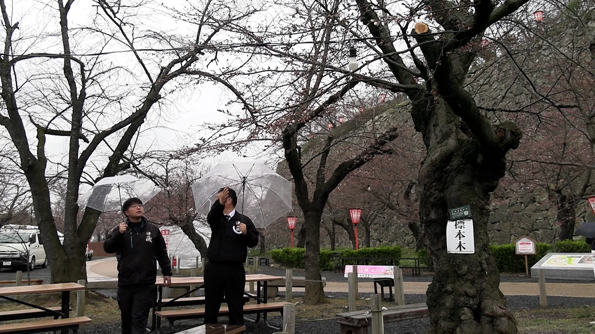 津山市でも桜が開花 市の観光協会が鶴山公園のサクラの標本木で確認