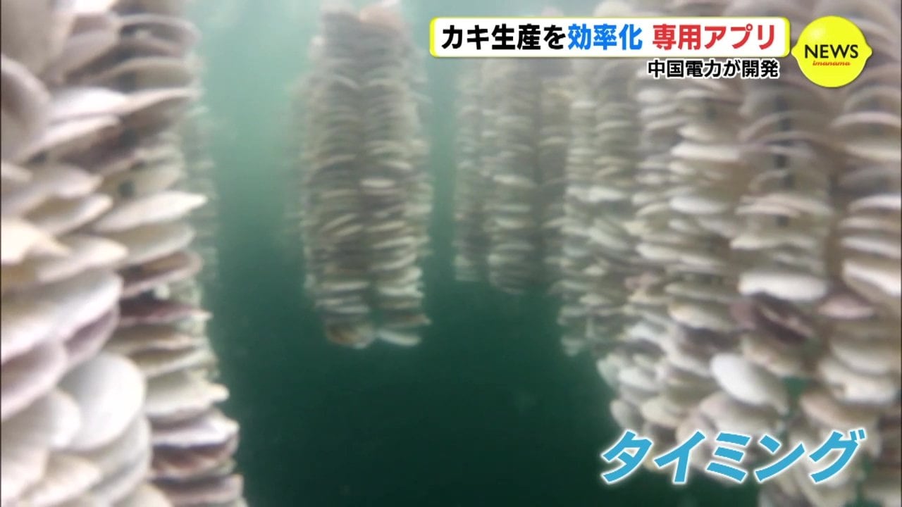 日本初「カキの赤ちゃんを見極めるアプリ」中国電力が開発 AI