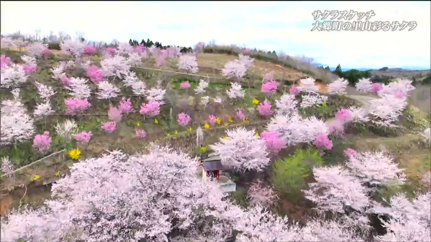 桜スケッチ】「地域の皆さんから愛される花見山をつくりたい」里山を
