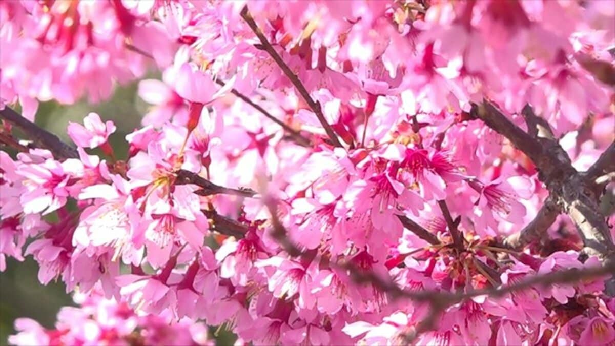 およそ80本が濃いピンク色の花 早咲きのオカメザクラが満開 甲府市鎌田