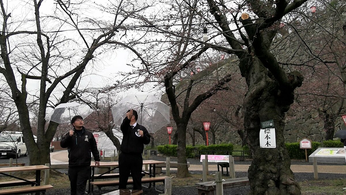 津山市でも桜が開花 市の観光協会が鶴山公園のサクラの標本木で確認