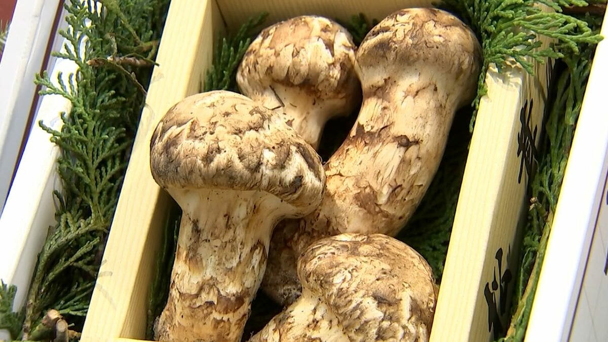 img_55df3e5a605b5caad2b206834a