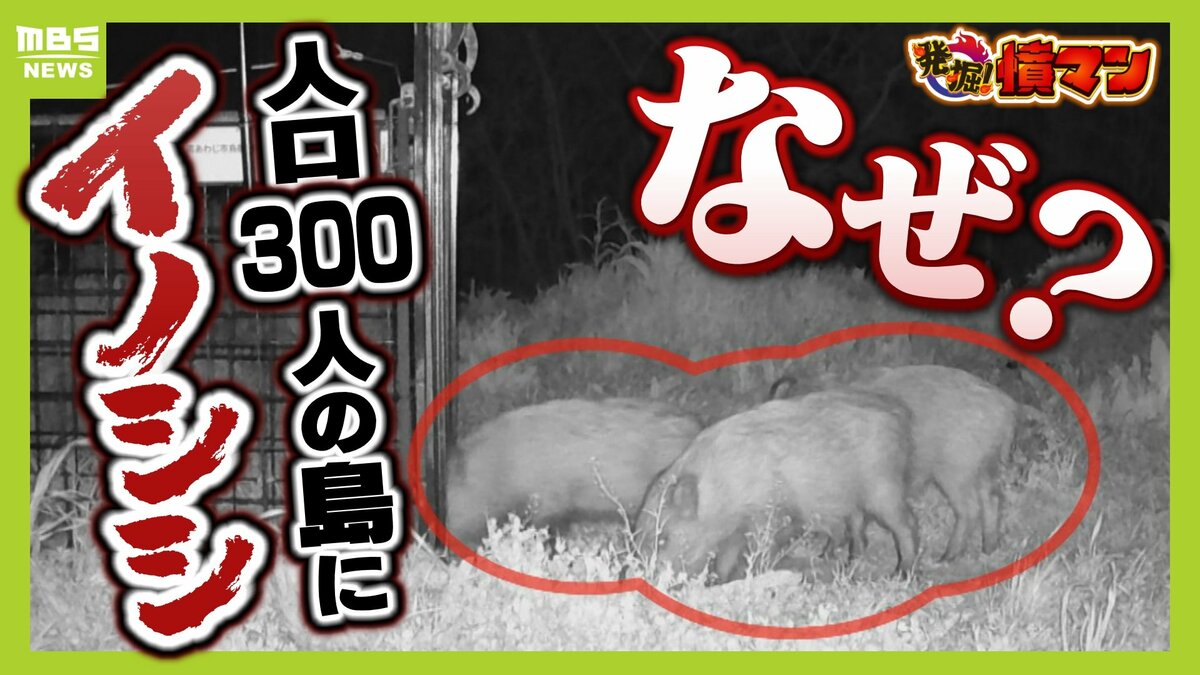 【大繁殖】人口300人の島に300頭のイノシシ　もともとは生息していなかったのになぜ…