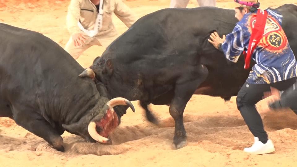 手に汗握る熱戦　シルバーウィークに家族で「闘牛カーニバル」　うるま市