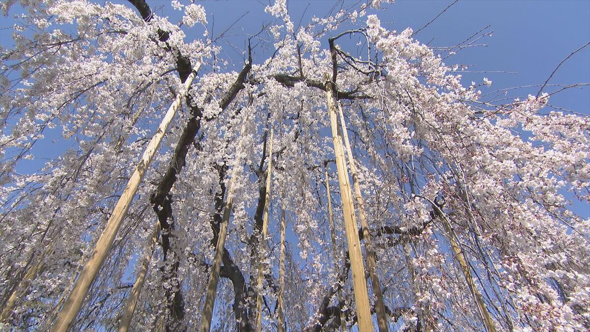 寺の境内に咲く樹齢80年のシダレザクラ　見ごろ迎える　今後はソメイヨシノも　山梨・妙泉寺