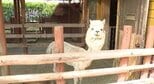 「アルパカも、もう耐えられないです…」信州も厳しい暑さ！飯田市南信濃では37.3度、上田や伊那など10地点で猛暑日…10人が熱中症とみられる症状で病院搬送「動物園」も「松本城」も…「暑い！暑い！暑い！」　|　SBC NEWS | 長野のニュース | SBC信越放送