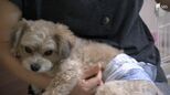 「命をつなぐ私たちが必要のない世界を」犬猫処分 静岡県内は過去最少に 奮闘するボランティア【現場から、】|TBS NEWS DIG