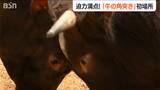 “人牛一体”で1000年続く『牛の角突き』重要無形民俗文化財に若い勢子が活躍 新潟県小千谷市|TBS NEWS DIG
