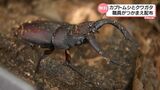 希望者には何匹でも 国富町役場がカブトムシとクワガタを子どもたちに無料で配布 宮崎 | MRTニュース | MRT宮崎放送