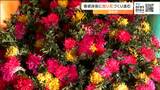92歳の職人が作る“削り花”「ご先祖様に感謝して供えて」 宮城・白石市 | 宮城のニュース│tbc NEWS│tbc東北放送