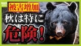 【冬眠前の今が危険!】特に"2歳のクマ"に注意 被害増加の原因は人間の「過疎化・高齢化」か... 専門家「来年以降もこの状況は改善していかない」|TBS NEWS DIG