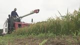 「早くてうまい」全国的コメ不足の中…早場米『五百川』の稲刈り始まる　福島・二本松市　|　福島のニュース│TUF