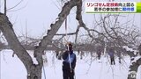 日本一のリンゴ生産量を支える　せん定技術の向上へ　若手の参加増に期待寄せる　|　青森のニュース│ATV NEWS│青森テレビ