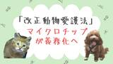 動物愛護法が改正 犬猫のマイクロチップ義務化へ | 沖縄のニュース|RBC 琉球放送