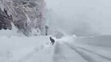 【動画】車の前に突然‟シカ”が…記録的大雪の只見町で取材中遭遇 野生動物飛び出しに注意 福島|TBS NEWS DIG