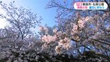桜2000本が満開 霧島市・丸岡公園【桜中継】鹿児島 | 鹿児島のニュース|MBC NEWS|南日本放送