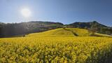 【映像】三ノ倉高原菜の花畑　福島・喜多方市【四季カメラ】|TBS NEWS DIG