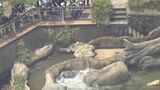 「ゾウが水につかっています」ゴールデンウィーク後半 名古屋・東山動物園も混雑 3日正午頃の様子 動物水浴びの瞬間も 上空からリポート | 名古屋・愛知・岐阜・三重のニュース【CBC news】 | CBC web