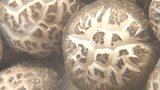 「生産技術の確かさを全国にアピールできた」 県産乾椎茸の25年連続団体日本一を報告 大分 | 大分のニュース|OBS NEWS|大分放送