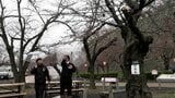 津山市でも桜が開花 市の観光協会が鶴山公園のサクラの標本木で確認【岡山】 | 岡山・香川のニュース | 天気 | RSK山陽放送